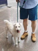 正在切磋若何成为一位既擅长房产学问又懂得宠